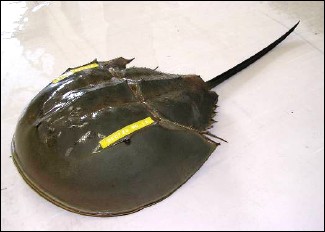カブトガニ調査